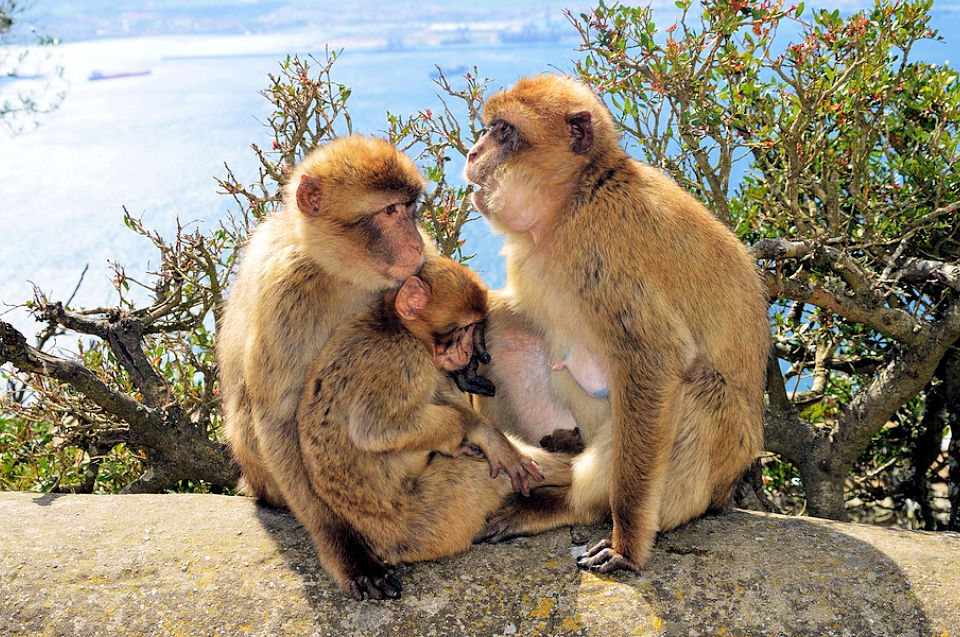 Gibraltar Monkeys - Gibraltar Shore Excursion