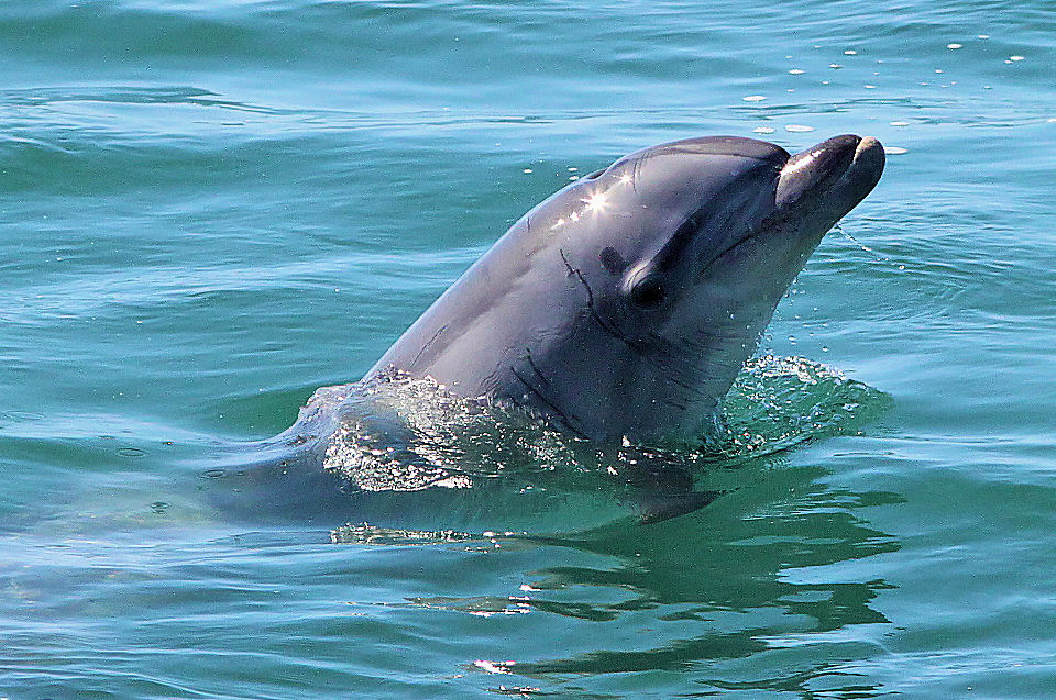 Gibraltar Dolphin Trip