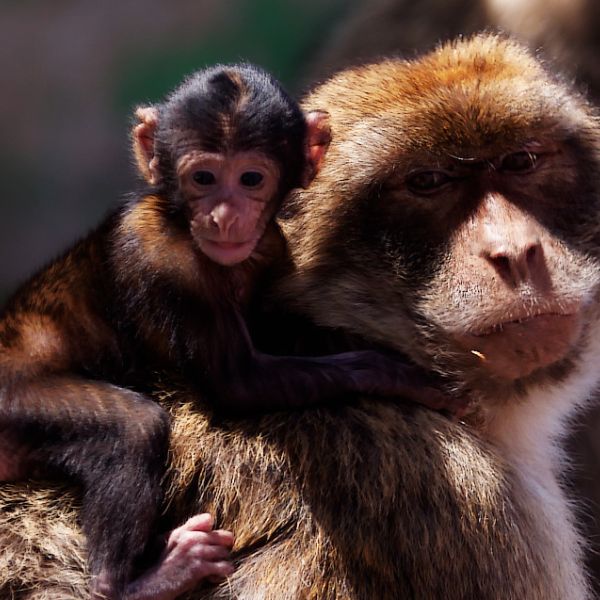 Gibraltar Apes Den - Macaque Monkeys